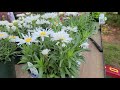 Leucanthemum Amazing Daisies™ Daisy May® (Shasta Daisy) // EASY to grow, Perennial for a sunny site