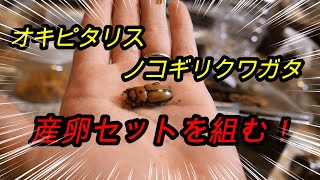 【産卵セット解説】オキピタリスノコギリクワガタ