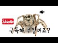 타란튤라의 탈피과정 관찰하기 10배속