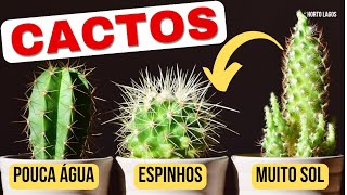 CACTOS: Variedades e Curiosidades - Vejam suas LINDAS FLORES🌵ESPINHOS são Defesas e Proteção.