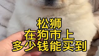 松狮在狗市多少可以买到？？？