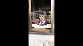 雑種犬　散歩がうれしい今朝の桃