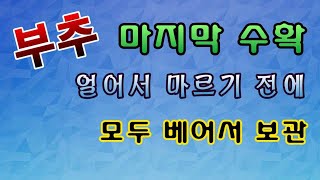 [텃밭농부. 1,275]  부추. 추위가 오기 전에 마지막 수확하고 저장 #부추재배