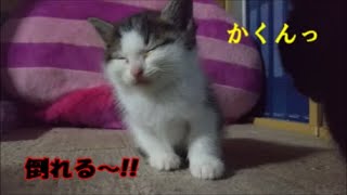 【保護猫】倒れそうで倒れない子猫の居眠り