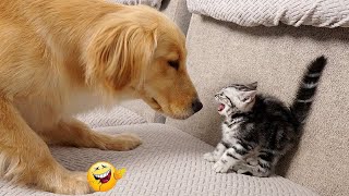 Trending Funny Animals 2024🥰Funniest Dogs and Cats😹🐶 2024 part 33