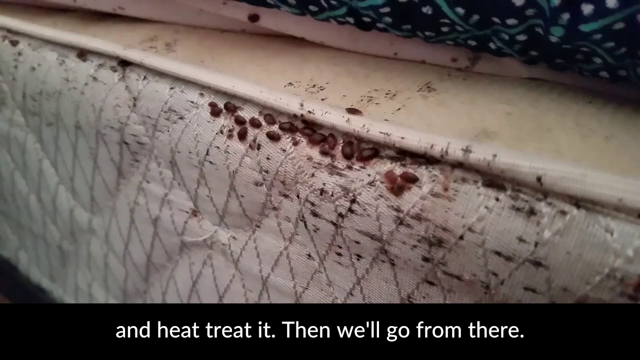 Severe Bed Bug Infestation
