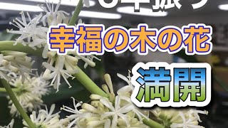 6年振り！幸福の木な花・ドラセナの花咲き乱れる・ディーズパルス沖縄