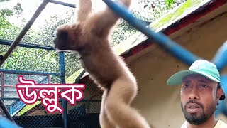 উল্লুক //#monkey#vervet