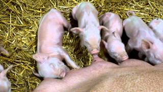 Lake Farmpark 1 day old pink piglets nursing (seven of them too cute to describe)