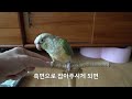 앵무새훈련 악수 훈련 보충 팁 parrot training handshake tip