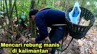 BERBURU REBUNG/MENCARI REBUNG MINI RASANYA MANIS | DI HUTAN KALIMANTAN | HASILNYA BANYAK!!..