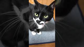 tuxedo-cat😸365歩のマーチ365 step's march 🐈‍⬛白黒猫ざきおくん 【猫動画】