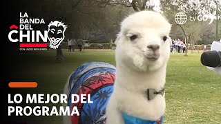 La Banda del Chino: Baby Alpaca vacations in Lima (TODAY)