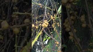 খোকসা গাছ, লতা ডুমুর, কুচুলি গাছ, কুচলিগাছ,  Drooping Fig, Ficus-semi-cordata, মূল ভিডিওতে বিস্তারিত