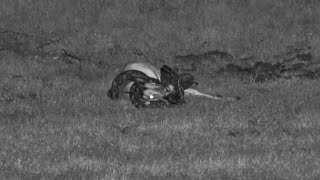 Southern African Python hunts a young male impala at Tembe Elephant Park - africam - explore.org