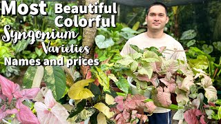 MOST BEAUTIFUL AND COLORFUL VARIETIES OF SYNGONIUM | SYNGONIUM VARIETIES | PLANT HAUL