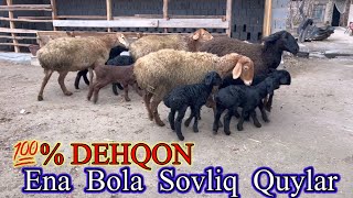 💯%DEHQON . ENA BOLA KATTA. SOVLIQ QUYLAR SOTILADI.☎️97-628-92-50 . Dastafka yuq.