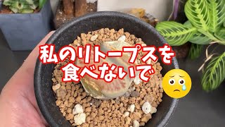 私のリトープスを食べないで！リトープスの育て方 #plants #植物のある暮らし #多肉植物 #succulent #リトープス