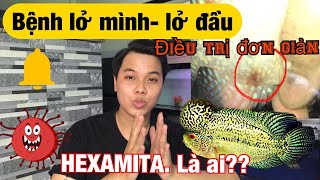 CÁ LA HÁN | FLOWERHORN | ĐIỀU TRỊ BỆNH LỞ MÌNH-LỞ ĐẦU Ở CÁ LA HÁN