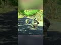 funny pet dog walking shorts 宠物搞笑 狗狗走路