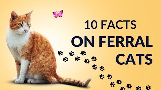 10 Surprising Facts About Feral Cats You Didn't Know