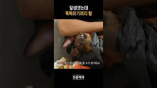 썸네일 도베르만 맞음