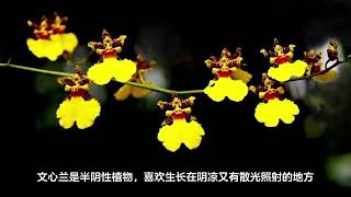 文心兰一年开几次花？花期多久？