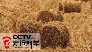 《走近科学》 秸秆资源化：农民眼中的废弃物 可变身为清洁能源 20190806 | CCTV走近科学官方频道