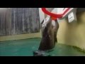 Otter Scores Well In Basketball