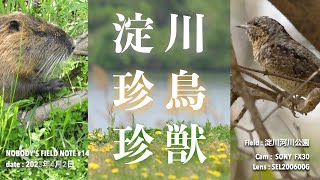 淀川の珍鳥＆珍獣（野鳥観察14）