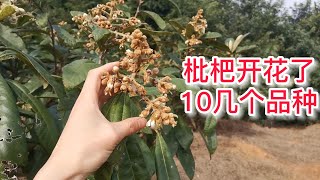 枇杷10幾個品種開花了，記得及時施磷鉀肥，提高座果率More than 10 varieties of loquat have bloomed, apply phosphorus，potassium