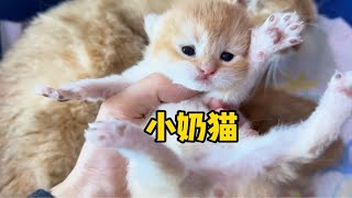 出生9天小奶猫刚刚睁开双眼变化很大吗？