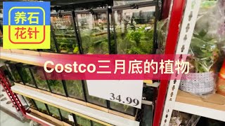 快速看看Costco三月底的植物 - 蝴蝶兰花多又便宜，还有玻璃缸植物