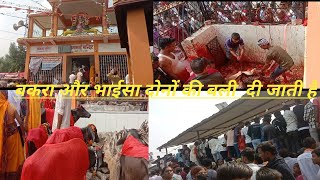 Sona Mai Mandir Nepal | Durga Puja | Ghost 👻 Bhagane | Bali dene Goats and Baffalo (para |औरी  नेपाल