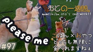 【柴犬】豆柴 おとの一週間。#97『ごはんとおやつ、どっちも無限にいけますねぇ』