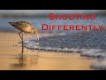 Photographing Birds Differently