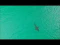 great white shark hyams beach jervis bay baysideaerialimages.com