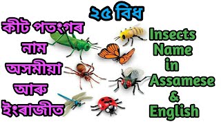 ২৫ বিধ কীট পতংগৰ নাম অসমীয়া আৰু ইংৰাজীত//25 Insects name in assamese\u0026english//কীটপতংগৰ নাম//Insects