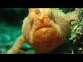 facts the frogfish