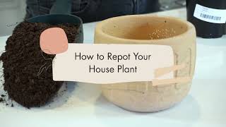 Repotting 101 | When and How to Repot Your Houseplants | Flora Plant Shop Nashville