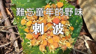 童年記憶裡的可口野莓：變葉懸鉤子（刺波） Rubus corchorifolius