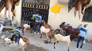 Sasta Doodh wali Rajasthani Goat's Collection available in Hyderabad tegal Kunta shaki ki Masjid