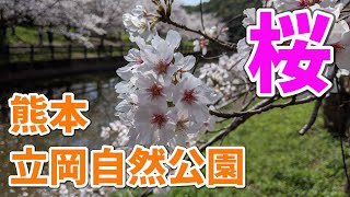 立岡自然公園の桜