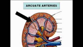 Urinary anatomy and Physiology for Ultrasound 1.wmv