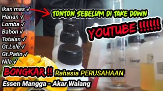 Membuat essen oplosan ikan mas Babon dan totalan untuk harian,lomba dan galapung,