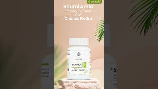 Discover the benefits of Bhumi Amla AKA Chanca Piedra! #bhumiamla #lifeaveda #ayurvedicherbs