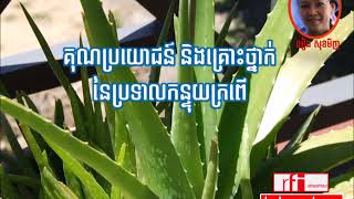 ការថែទាំសុខភាព-331-|គុណប្រយោជន៍ និង​គ្រោះថ្នាក់​នៃ​ប្រទាលកន្ទុយក្រពើ|