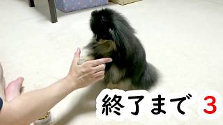 TikTokに出て来る犬芸を覚えさせるパパと翻弄される姉ポメ≪ポメラニアン#168≫