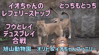 旭山動物園　イオちゃんのレフェリーストップ　フウとレイの強さ比べ　オリト＆イオちゃんファミリー　Orito \u0026 Io family　Lion family