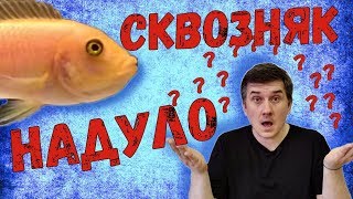 Немного .... странный нерест / Необычный нерест цихлид / Красная зебра  / Maylandia estherae